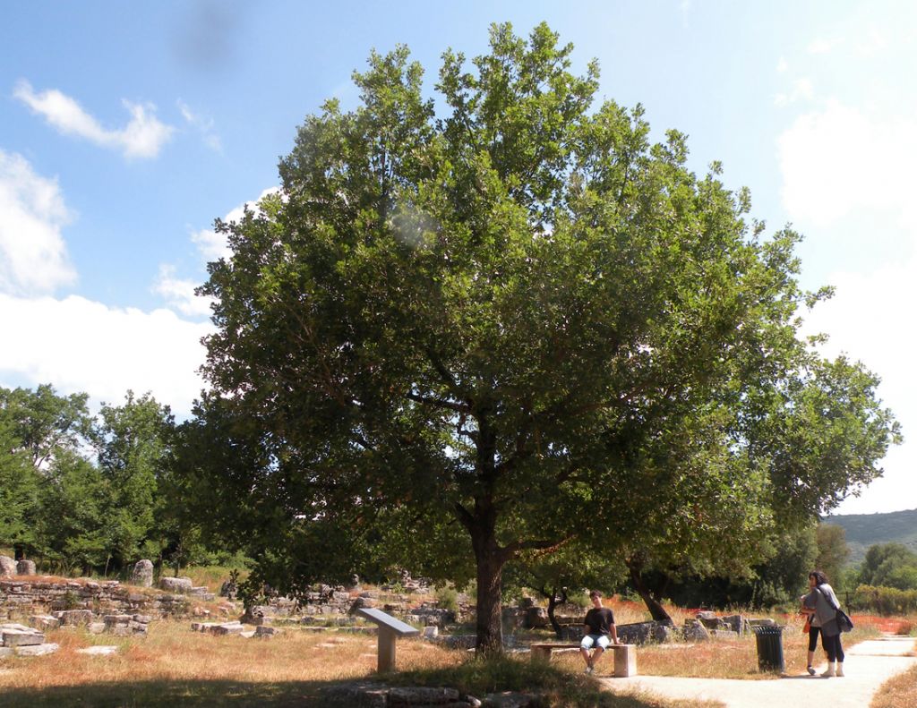 La quercia di Dodona